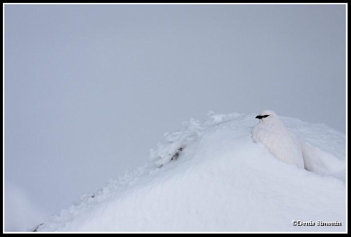 lagopède alpin en hiver